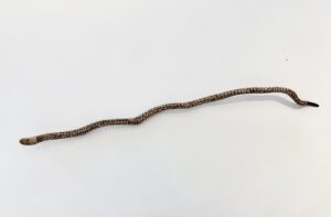 Biami Snake Carving #2 - Woodwork - Paul Hamlyn