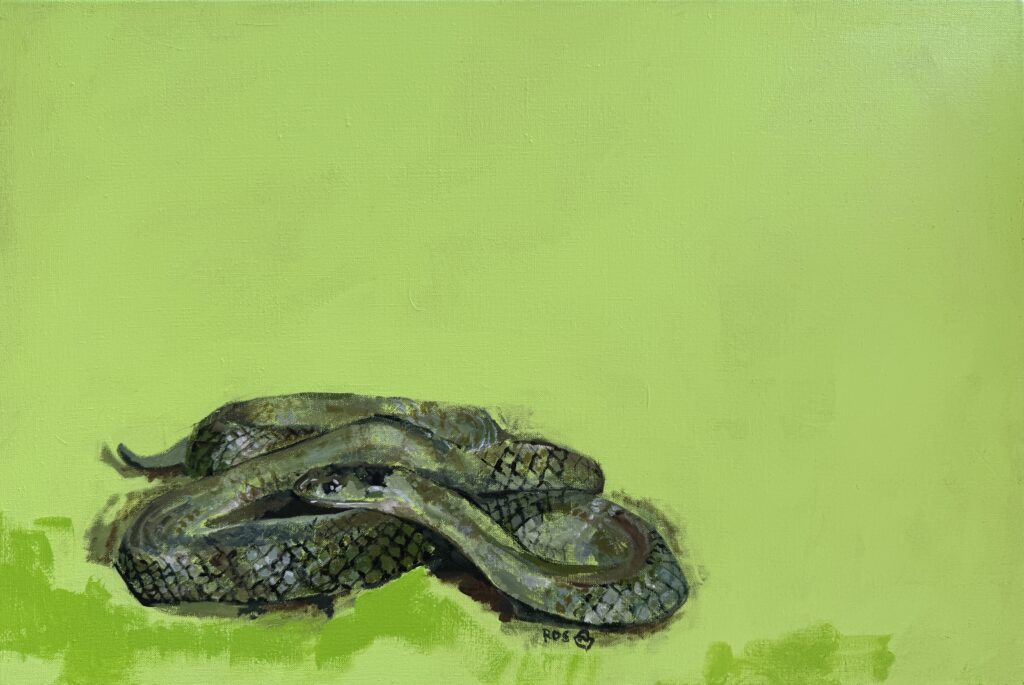 The Grey Snake ( Hemiaspis damelii ) - Painting - Roslyn  Lockhart