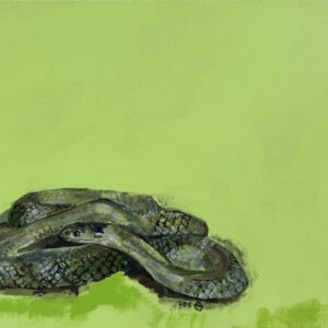 The Grey Snake ( Hemiaspis damelii ) - Painting - Roslyn  Lockhart