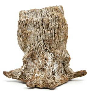 Grandfather Tree