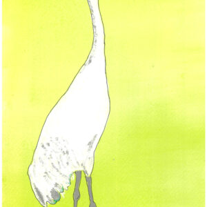 Brolga
