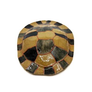 Medium Bayadherra Shell 2